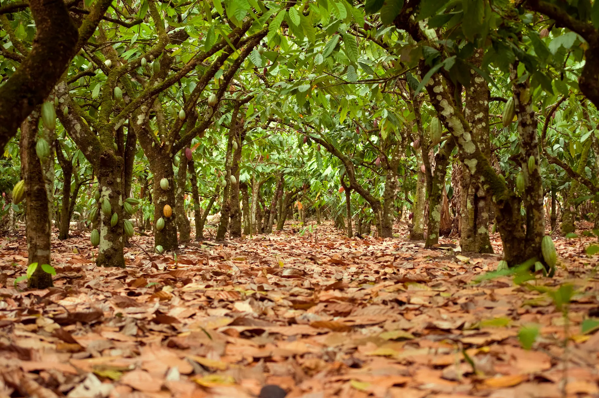 El Sendero del Cacao – Hacienda La Esmeralda